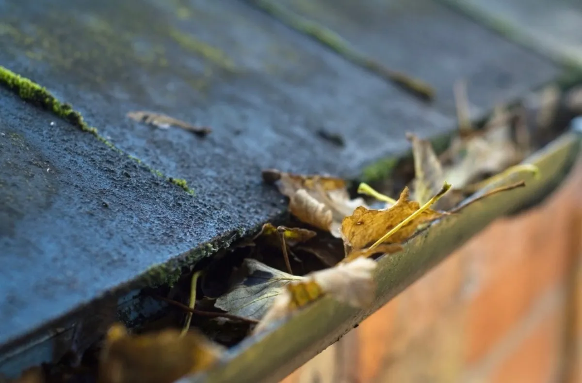 Autumn leaves packed into a gutter alongside a mossy tiled roof