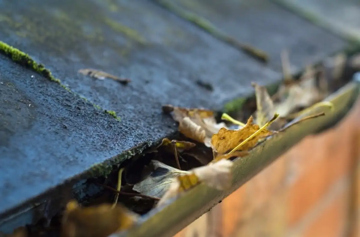 Autumn leaves packed into a gutter alongside a mossy tiled roof